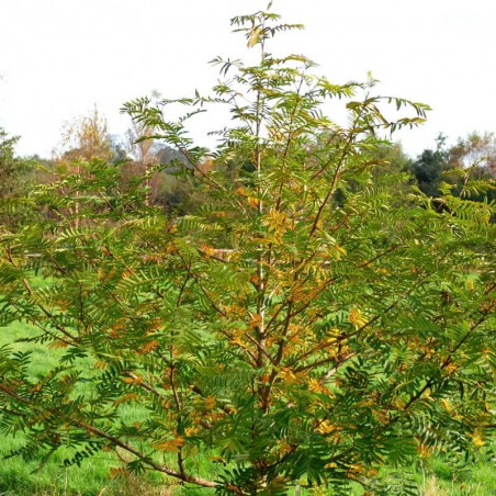 Pterocarya x rehderiana