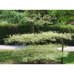 Cornus alternifolia 'Argentea'
