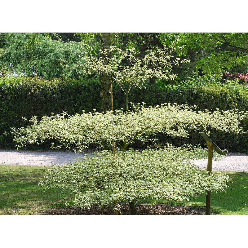 Cornus alternifolia 'Argentea'