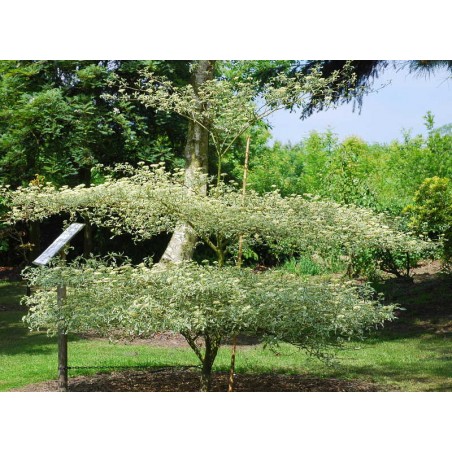 Cornus alternifolia 'Argentea'