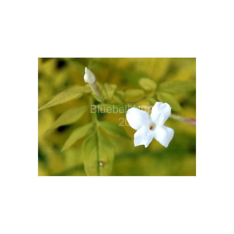 Jasminum officinale 'Fiona Sunrise' Jasminum officinale 'Fiona Sunrise'