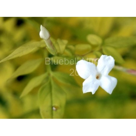 Jasminum officinale 'Fiona Sunrise' Jasminum officinale 'Fiona Sunrise'