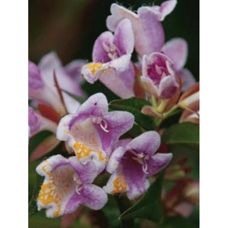Abelia engleriana Abelia engleriana