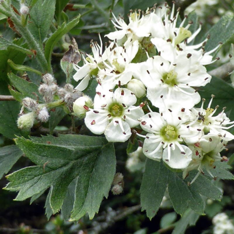 Crataegus orientalis