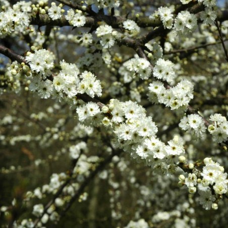 Prunus spinosa 'Plena' Prunus spinosa 'Plena'