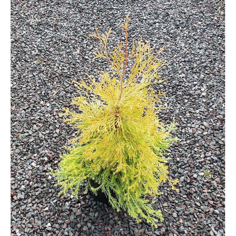 Thuja occidentalis 'Rhinegold' - summer leaves