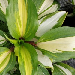 Hosta 'Raspberry Sundae' - summer leaves