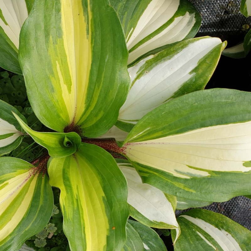 Hosta 'Raspberry Sundae' - summer leaves Hosta 'Raspberry Sundae' - summer leaves