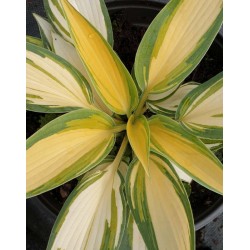 Hosta 'Remember Me' - summer leaves