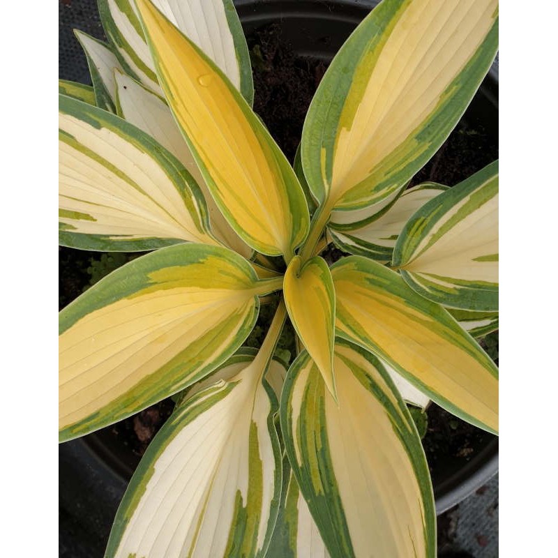 Hosta 'Remember Me' - summer leaves Hosta 'Remember Me' - summer leaves