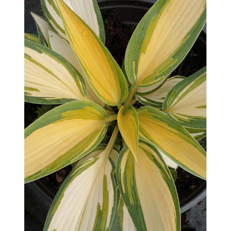 Hosta 'Remember Me' - summer leaves