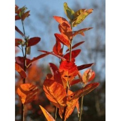 Amelanchier canadensis 'Rainbow Pillar' - autumn colour