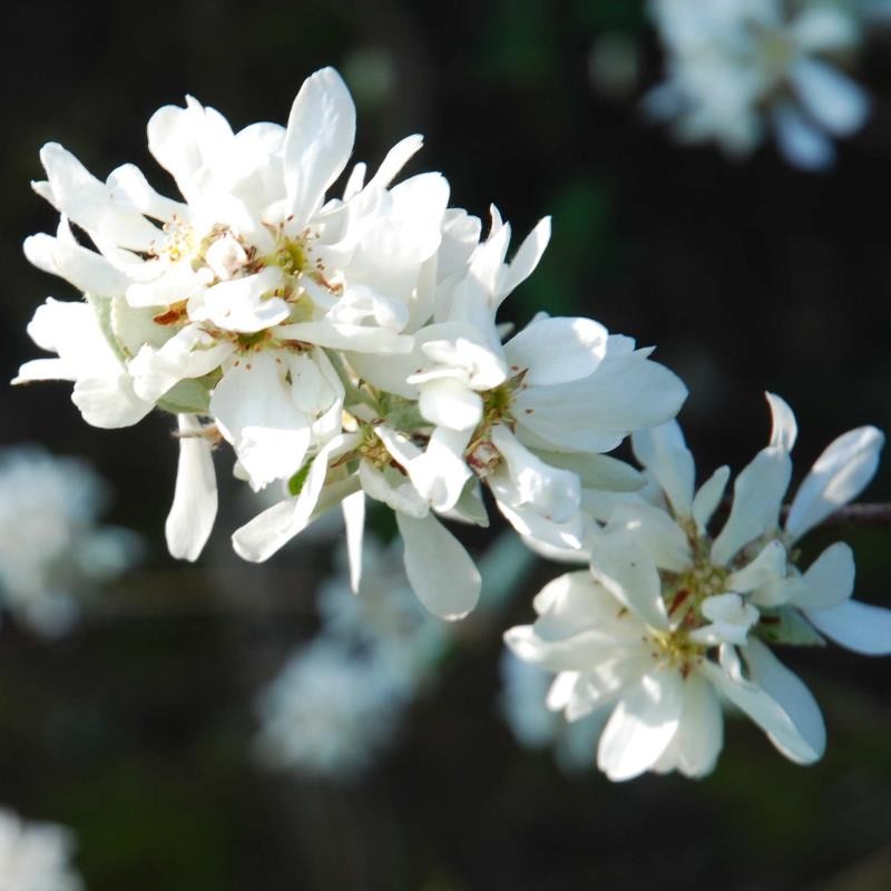 Amelanchier ovalis 'Edelweiss' - close up of flowers