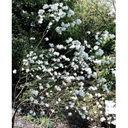 Amelanchier ovalis 'Edelweiss'