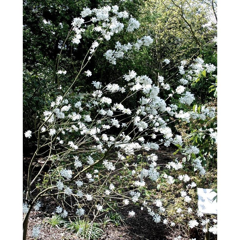 Amelanchier ovalis 'Edelweiss'