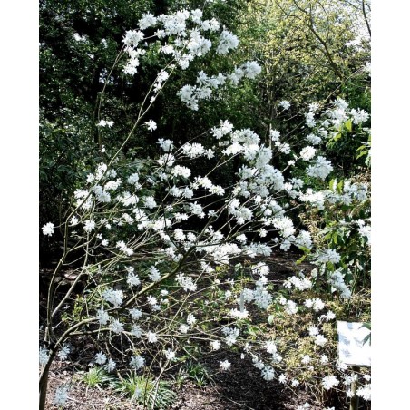 Amelanchier ovalis 'Edelweiss' Amelanchier ovalis 'Edelweiss'