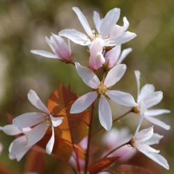 Amelanchier x grandiflora 'Robin Hill' - flower close up