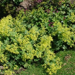 Alchemilla mollis - ground cover