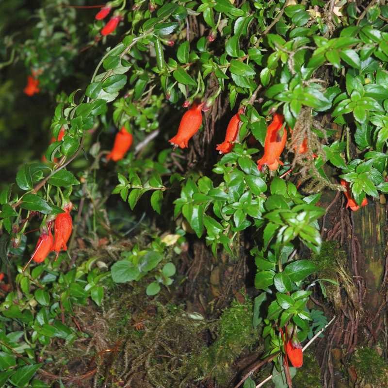 Mitraria coccinea - summer flowers