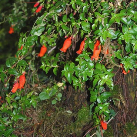 Mitraria coccinea - summer flowers Mitraria coccinea - summer flowers