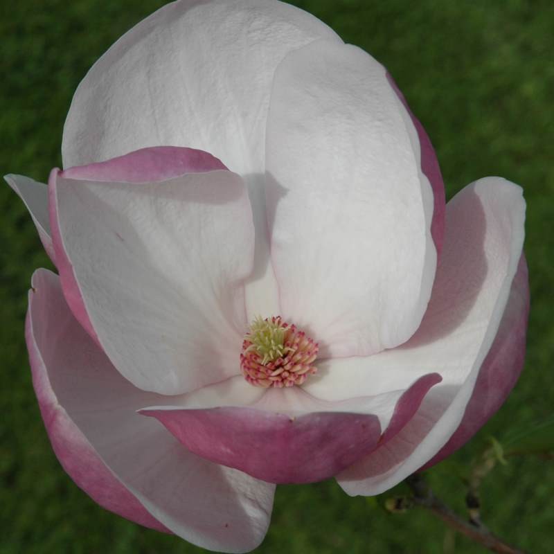 Magnolia x soulangeana 'Lennei' - spring flowers Magnolia x soulangeana 'Lennei' - spring flowers