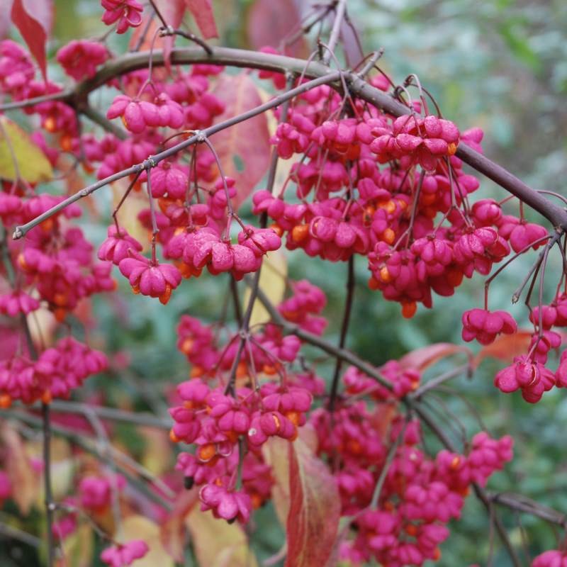 Euonymus europaeus 'Red Cascade' - autumn fruit