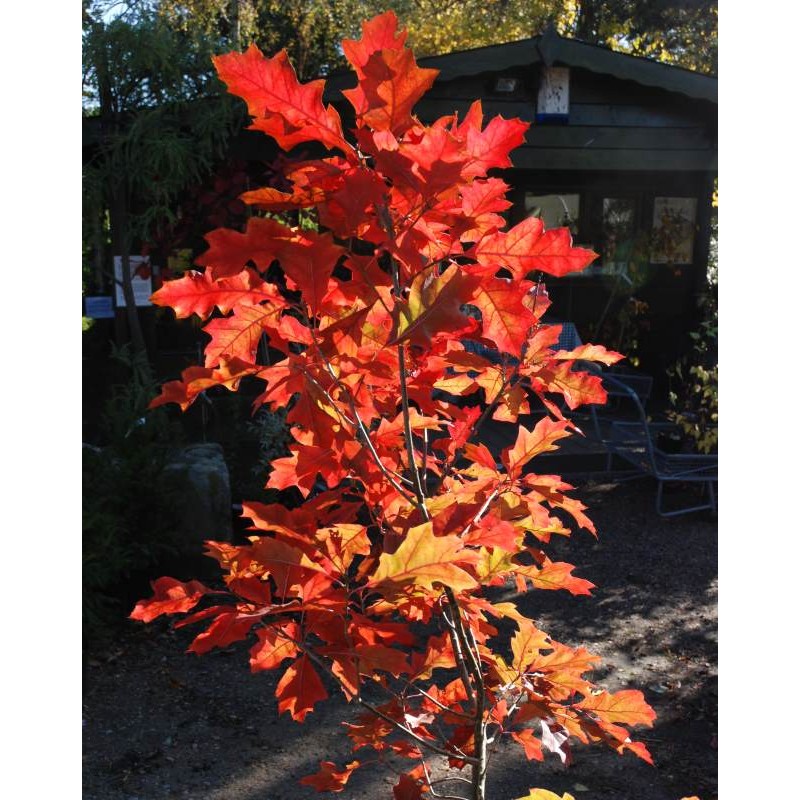 Quercus shumardii - autumn colour Quercus shumardii - autumn colour