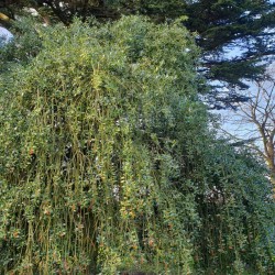 Ilex aquifolium 'Pendula' - mature tree