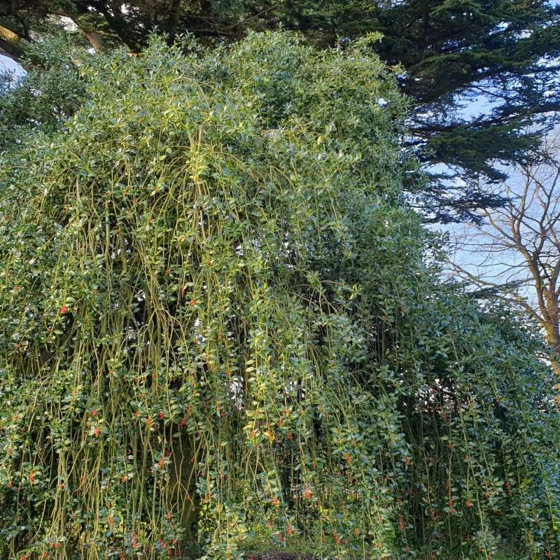 Ilex aquifolium 'Pendula' - mature tree Ilex aquifolium 'Pendula' - mature tree