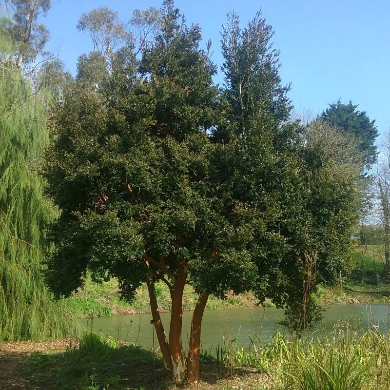 Luma apiculata - growing as a small tree