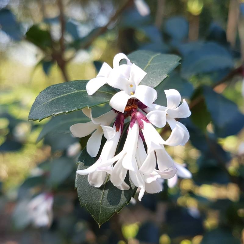 Osmanthus delavayi 'Frank Knight' - flowers