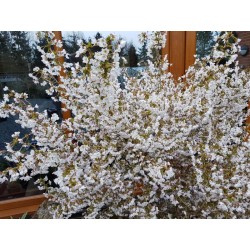 Prunus incisa 'Kojo-no-mai' - spring flowers