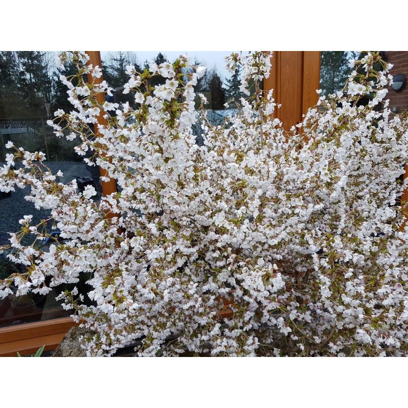 Prunus incisa 