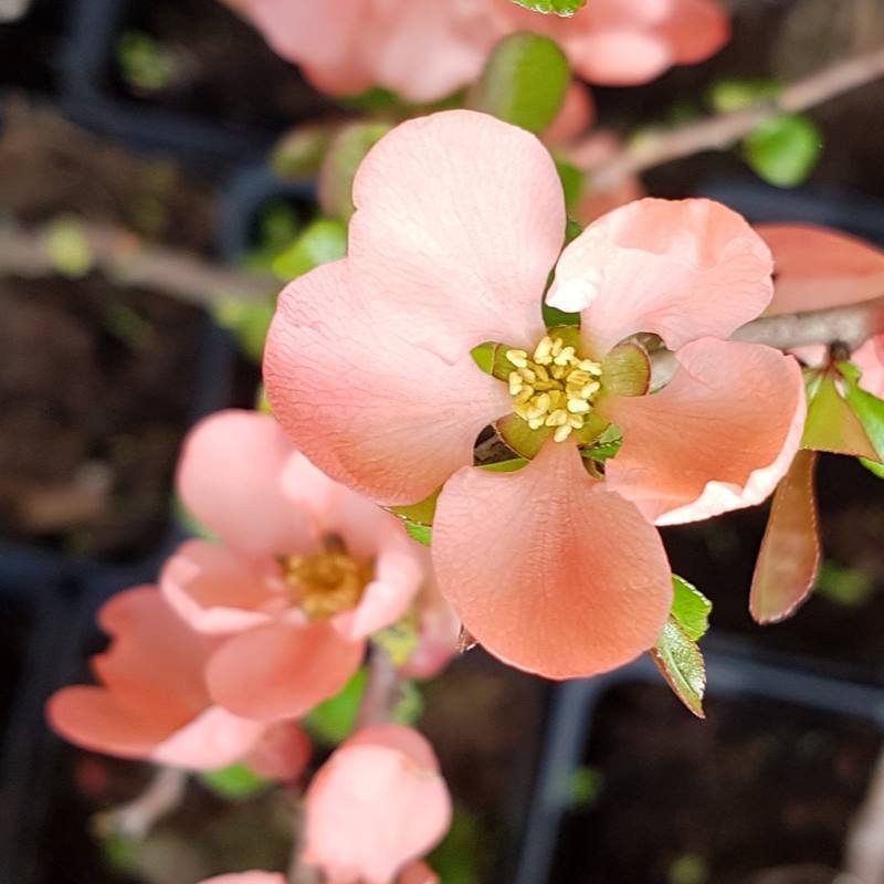 Chaenomeles x superba 'Salmon Horizon' Chaenomeles x superba 'Salmon Horizon'
