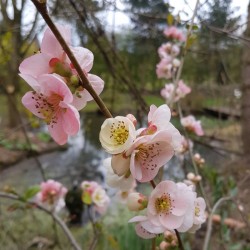 Chaenomeles x 'Toyo-Nishiki' - spring flowers