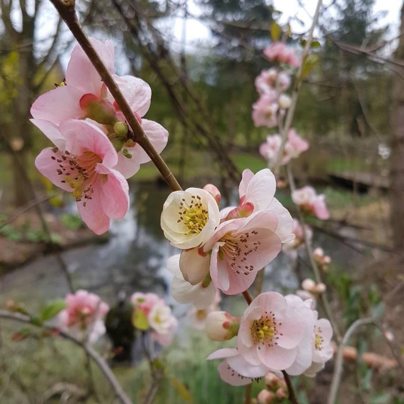 Chaenomeles x 'Toyo-Nishiki' - spring flowers
