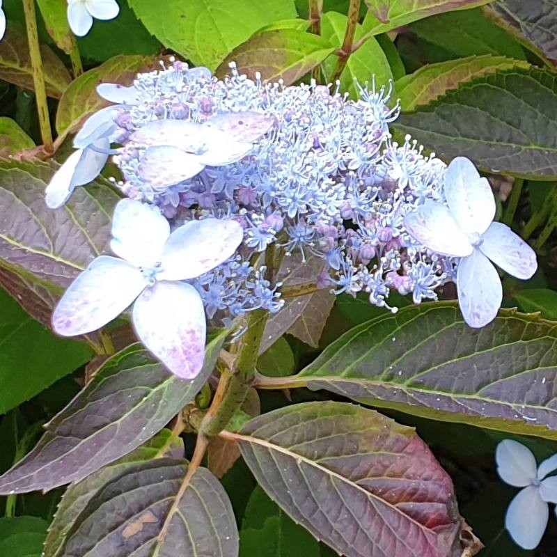 Hydrangea serrata 'Sekka' Hydrangea serrata 'Sekka'
