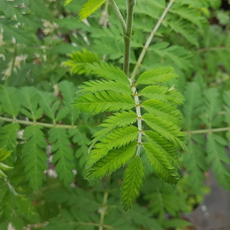 Sorbus aucuparia 'Asplenifolia'