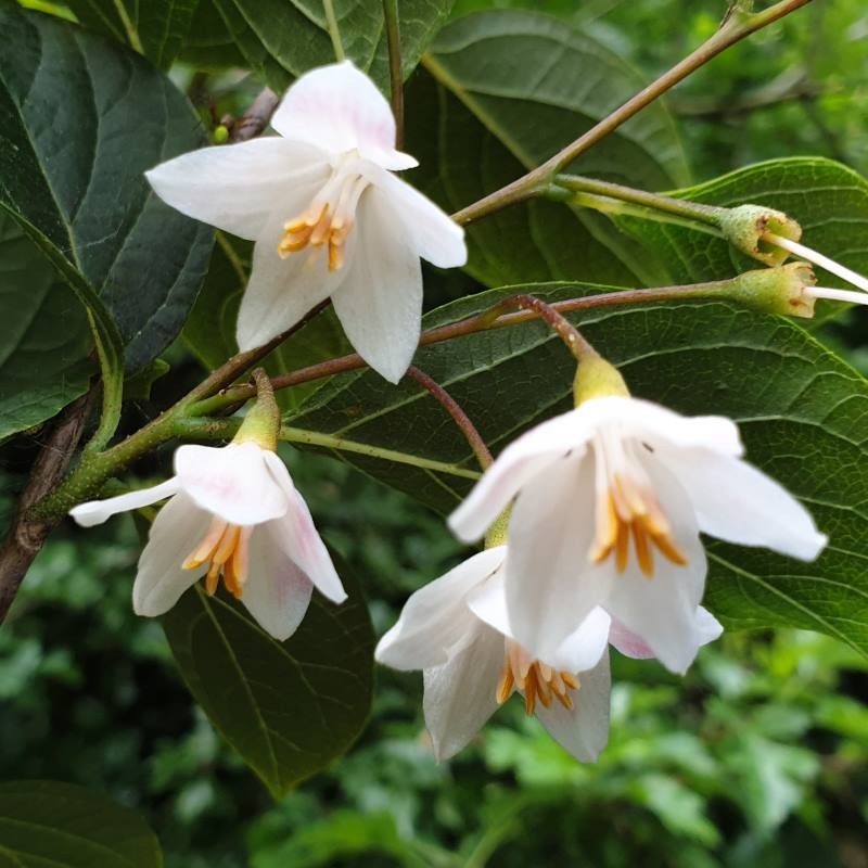 Styrax japonica 'Wespelaar'