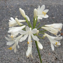 Agapanthus 'Mi Casa' - summer flowers