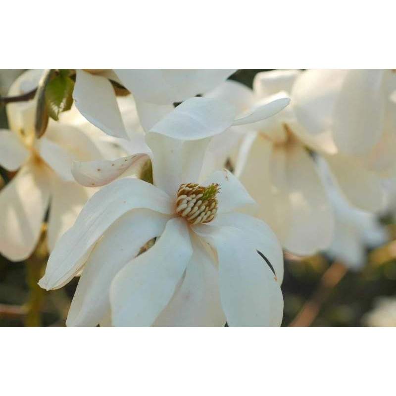 Magnolia kobus - spring flowers Magnolia kobus - spring flowers