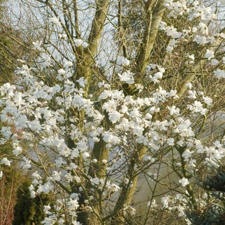 Magnolia kobus