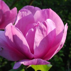 Magnolia 'Felix Jury' - Spring flowers