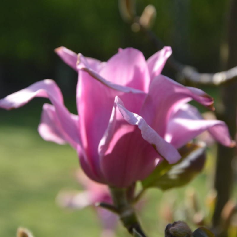 Magnolia x 'Vulcan' - spring flower