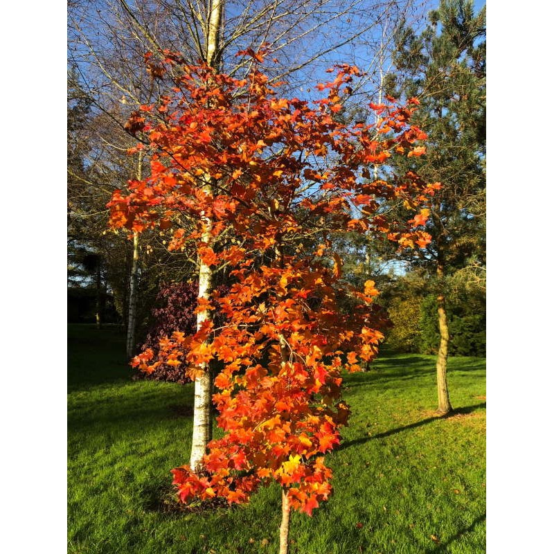 Acer x 'Ample Surprise' - autumn colour Acer x 'Ample Surprise' - autumn colour