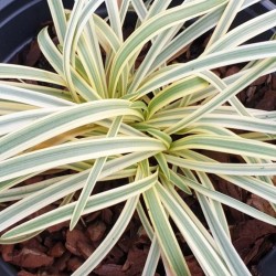 Agapanthus 'Golden Drop'