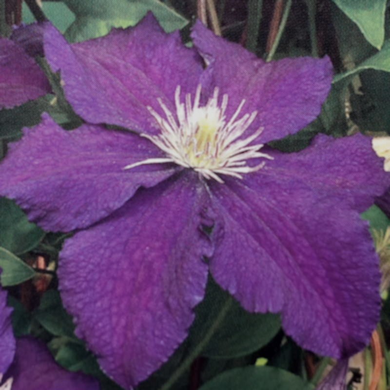 Clematis 'Rasputin' - summer flowers Clematis 'Rasputin' - summer flowers
