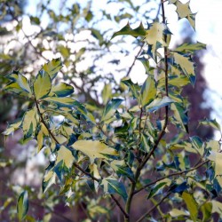 Ilex aquifolium 'Calypso' - variegated leaves