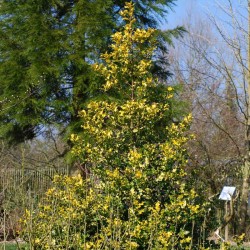 Ilex aquifolium 'Flavescens' - mature plant