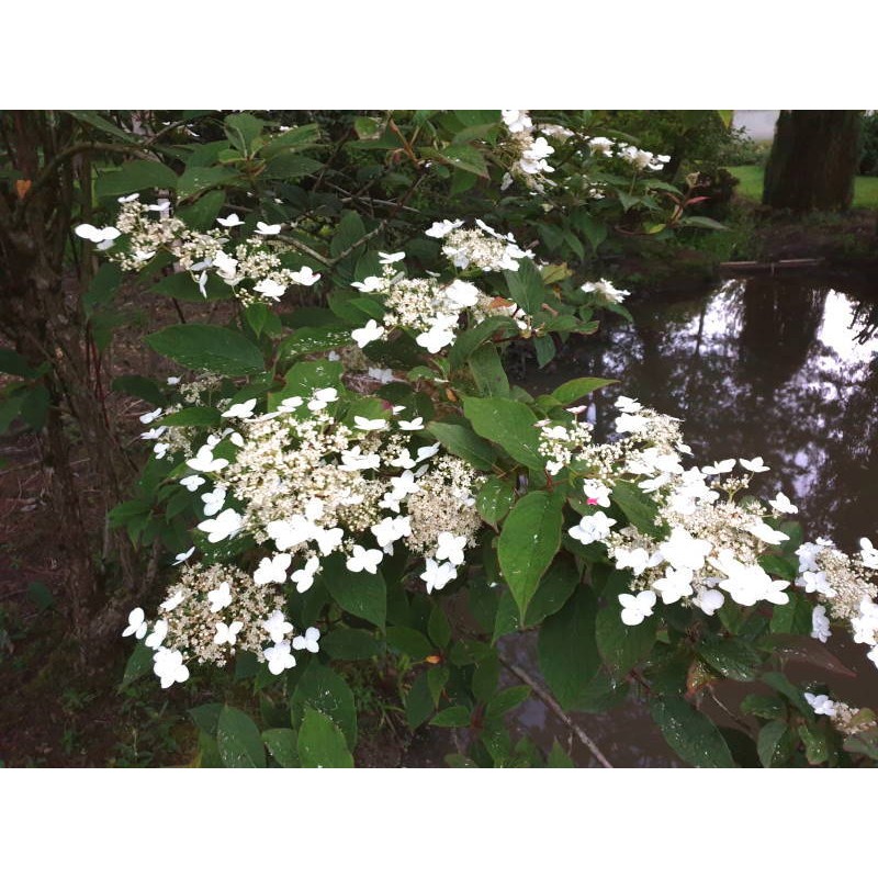 Hydrangea heteromalla 'Nepal Beauty'